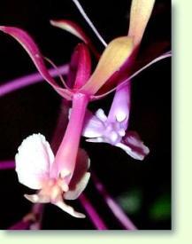 Epidendrum capricornu