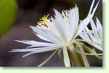 Epiphyllum