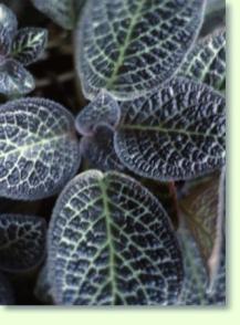 Episcia cupreata