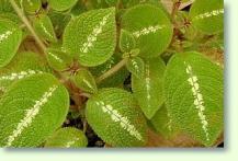 Episcia cupreata