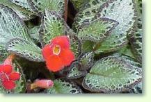 Zum vergrößern klicken Episcia reptans