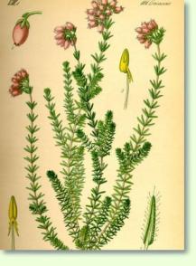 Erica tetralix