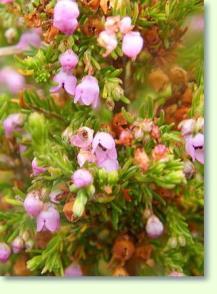 Erica viridipurpurea