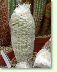 Zum vergrößern klicken Espostoa lanata var gracilis