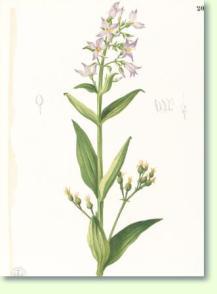 Exacum tetragonum