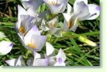 Zum vergrößern klicken Exacum / blaues Lieschen