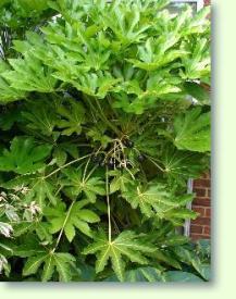 Fatsia japonica