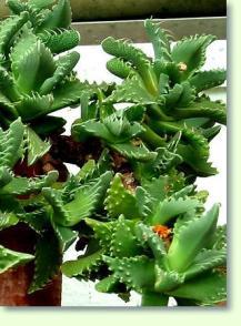 Rachenblatt Faucaria tigrina