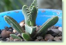 Rachenblatt Faucaria tigrina