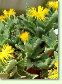 Faucaria tigrina