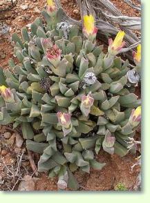 Rachenblatt Faucaria