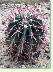 Ferocactus gracilis gatesii