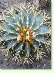 Ferocactus glaucescens