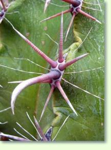 Ferocactus horridus