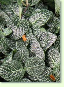 Fittonia