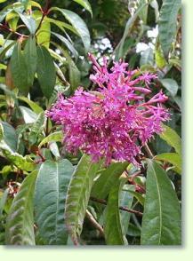 Fuchsien Fuchsia paniculata