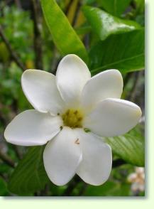 Gardenien Gardenia brighamii