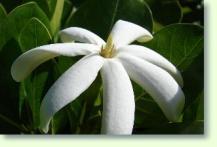 Gardenia sp.