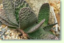 Gasterien (Gasteria pillansii var pillansii)