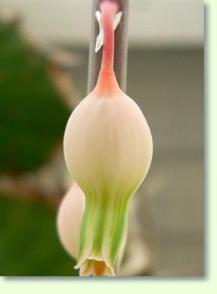 Gasterien (Gasteria bicolor)