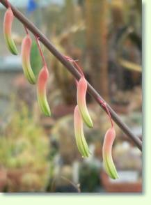 Gasterien (Gasteria pillansii)