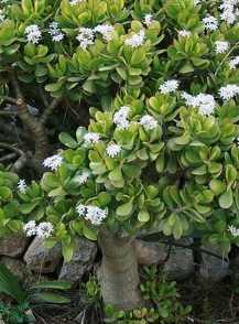 Crassula arborescens