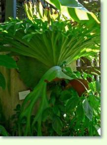 Zum vergrößern klicken Platycerium bifurcatum