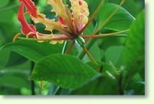 Zum vergrößern klicken Gloriosa superba