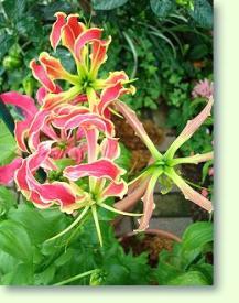 Zum vergrößern klicken Gloriosa superba