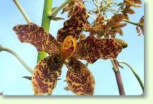 Grammatophyllum / Tiger orchi