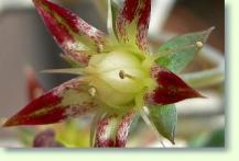 Zum vergrößern klicken Graptopetalum