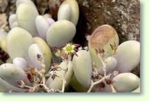 Zum vergrößern klicken Graptopetalum amethystinum