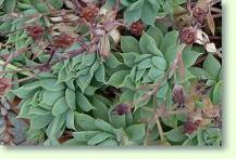 Zum vergrößern klicken Graptopetalum macdougallii