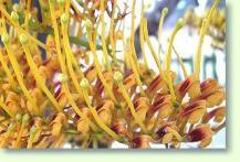 Grevillea robusta