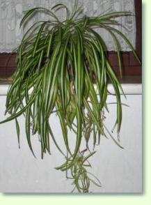 Chlorophytum
