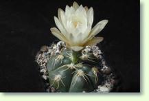 Gymnocalycium denudatum