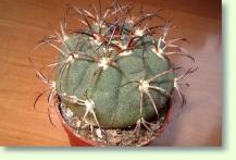 Gymnocalycium Saglionis