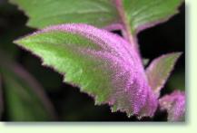 Samtpflanze: Gynura aurantiaca