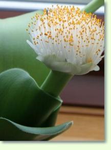 Blutblumen Haemanthus albiflos