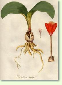 Blutblumen Haemanthus coccineus