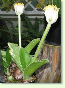 Blutblumen Haemanthus albiflos