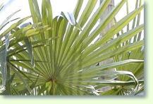 Hanfpalme Trachycarpus fortunei