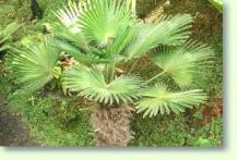 Hanfpalme Trachycarpus