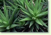 Haworthia glauca