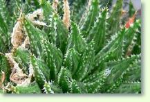 Haworthia maraisii meiringii