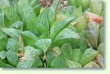 Haworthia maraisii meiringii