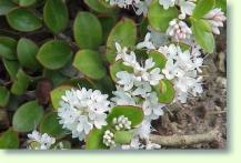 Strauchveronika Hebe decumbens