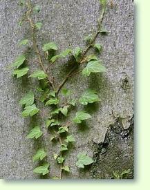 Efeu Hedera