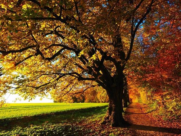 Herbstlicher Wald