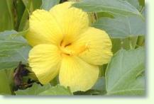 Hibiscus brackenridgei